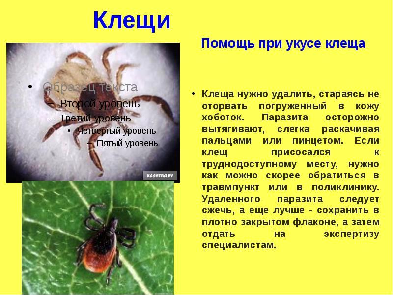 Обж клещи. Опасные насекомые клещи. Изображение клеща для детей. Профилактика и меры безопасности при укусе клеща.